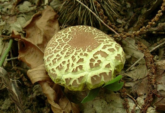 764 Agosto vecchio ritrovamento